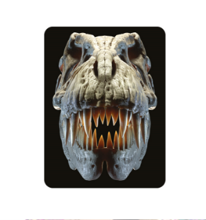 Obrázek z Magnet 3D 7x9cm - T-Rex lebka (25) 